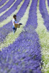 Visit of a lavender field in Aix-en-Provence